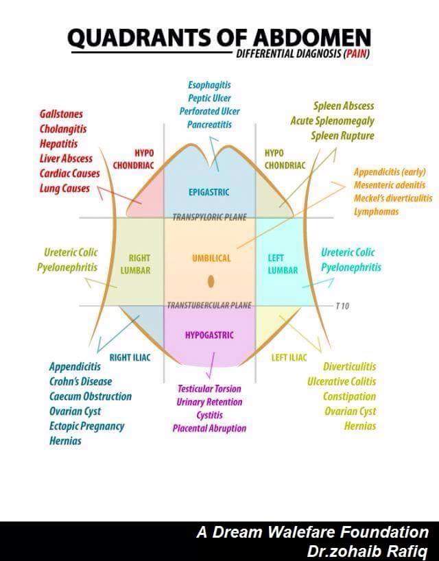 Quadrants of Abdomen